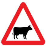 Cattle crossing